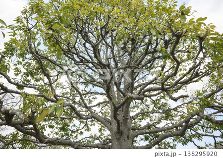 早春の楠木の形と枝と葉 138295920