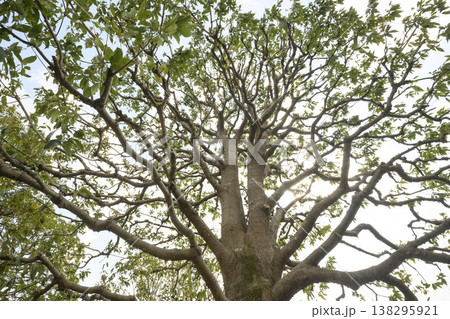 早春の楠木の形と枝と葉 早春の楠木の形と枝と葉 138295921