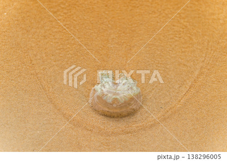 Stranded jellyfish lying on wet sand of tropical beach after tide 138296005