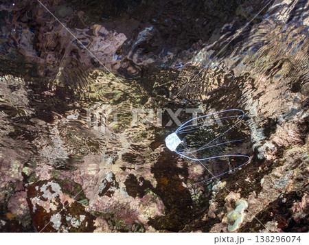 水面を泳ぐイトヒキアジ幼魚。他。 ヒリゾ浜南伊豆町中木 静岡県伊豆半島-2025 日本有数のシュノー 138296074