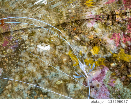 水面を泳ぐイトヒキアジ幼魚。他。 ヒリゾ浜南伊豆町中木 静岡県伊豆半島-2025 日本有数のシュノー 138296087