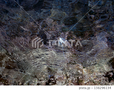 水面を泳ぐイトヒキアジ幼魚。他。 ヒリゾ浜南伊豆町中木 静岡県伊豆半島-2025 日本有数のシュノー 138296134