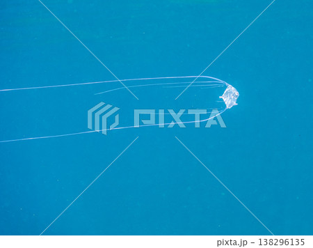 水面を泳ぐイトヒキアジ幼魚。他。 ヒリゾ浜南伊豆町中木 静岡県伊豆半島-2025 日本有数のシュノー 138296135