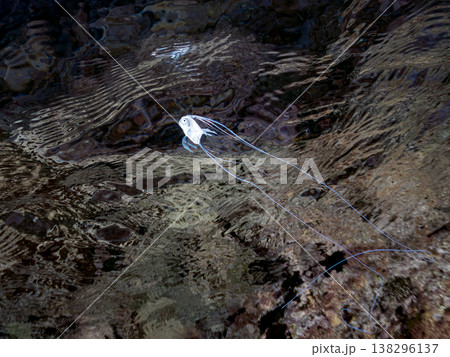 水面を泳ぐイトヒキアジ幼魚。他。 ヒリゾ浜南伊豆町中木 静岡県伊豆半島-2025 日本有数のシュノー 138296137