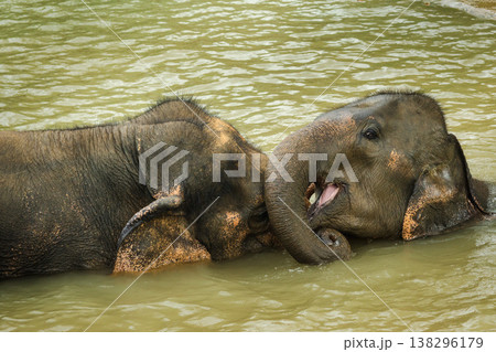 Young Asian elephant playfully opening its mouth while resting against an adult elephant during a calm river bath in Thailand Young Asian elephant playfully opening its mouth while resting against an adult elephant during a calm river bath in Thailand 138296179