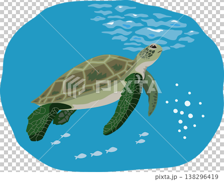 アオウミガメ　背景付き 138296419