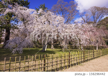 近衛の枝垂れ桜　京都の桜の名所　京都御苑の風景　近衛邸跡の枝垂れ桜　京都の観光スポット　 138296442