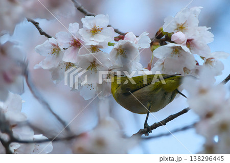 桜の花をついばむメジロ 138296445