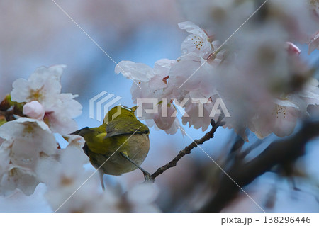 桜の蜜を吸うメジロ 138296446