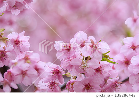 美しい河津桜 美しい河津桜 138296448