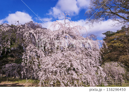 近衛の枝垂れ桜 京都の桜の名所 京都御苑の風景 近衛邸跡の枝垂れ桜 京都の観光スポット 近衛の枝垂れ桜 京都の桜の名所 京都御苑の風景 近衛邸跡の枝垂れ桜 京都の観光スポット 138296450