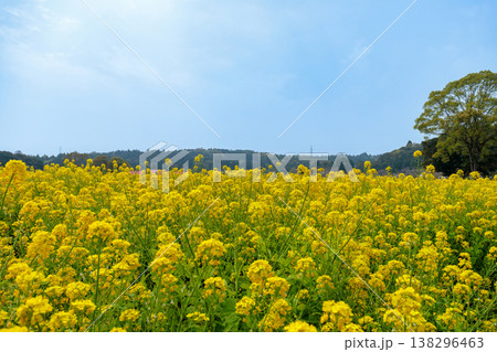 鹿児島市都市農業センターの菜の花畑 138296463