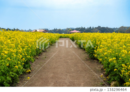 鹿児島市都市農業センターの菜の花畑 138296464