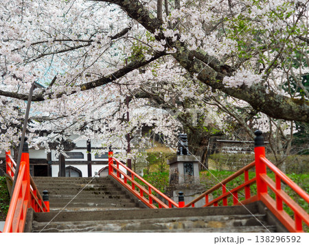 寺と満開の桜 寺と満開の桜 138296592