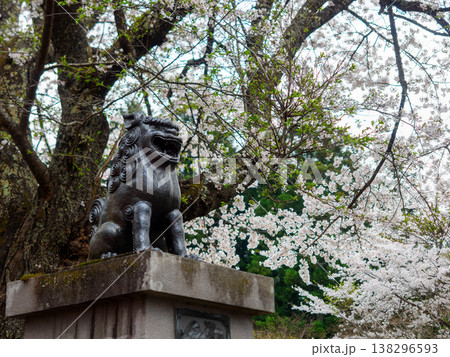 桜と狛犬 桜と狛犬 138296593