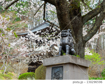 桜とお寺のコマイヌ 138296596