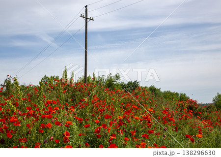 Blooming red poppies against a backdrop of green grass 138296630