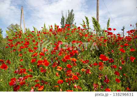 Blooming red poppies against a backdrop of green grass 138296631