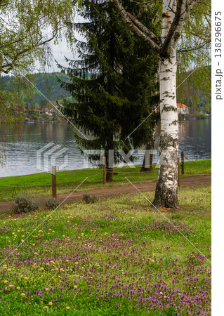 Spring birch trees and wildflowers by lakeside path in countryside nature park - Czech Republic. Spring birch trees and wildflowers by lakeside path in countryside nature park - Czech Republic. 138296675