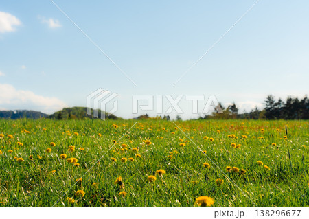 Fresh spring meadow in the Czech Republic with blooming yellow dandelions under a clear blue sky. Fresh spring meadow in the Czech Republic with blooming yellow dandelions under a clear blue sky. 138296677