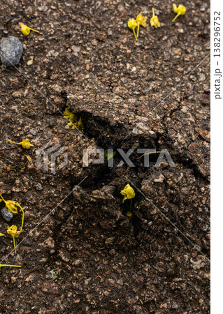 Macro view of cracked asphalt with small yellow flowers and rough texture - spring ground detail Macro view of cracked asphalt with small yellow flowers and rough texture - spring ground detail 138296752