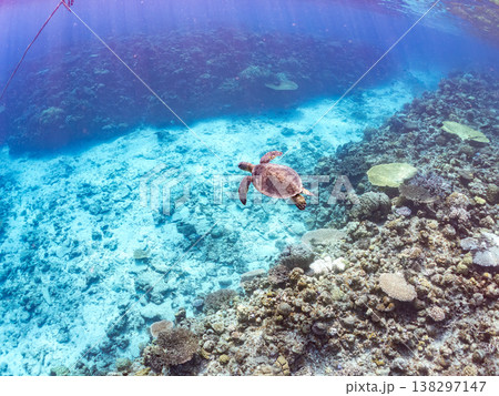 大きく美しいアオウミガメ他。美しいサンゴ礁と熱帯魚の群れ。 安室島沖縄県 島尻郡慶良間諸島座間味島- 大きく美しいアオウミガメ他。美しいサンゴ礁と熱帯魚の群れ。 安室島沖縄県 島尻郡慶良間諸島座間味島- 138297147
