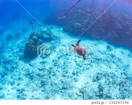 大きく美しいアオウミガメ他。美しいサンゴ礁と熱帯魚の群れ。 安室島沖縄県 島尻郡慶良間諸島座間味島- 大きく美しいアオウミガメ他。美しいサンゴ礁と熱帯魚の群れ。 安室島沖縄県 島尻郡慶良間諸島座間味島- 138297148