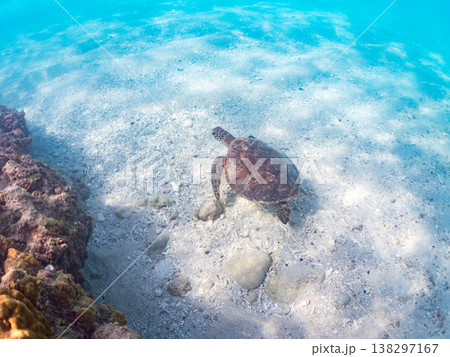 大きく美しいアオウミガメ他。美しいサンゴ礁と熱帯魚の群れ。 安室島沖縄県 島尻郡慶良間諸島座間味島- 大きく美しいアオウミガメ他。美しいサンゴ礁と熱帯魚の群れ。 安室島沖縄県 島尻郡慶良間諸島座間味島- 138297167