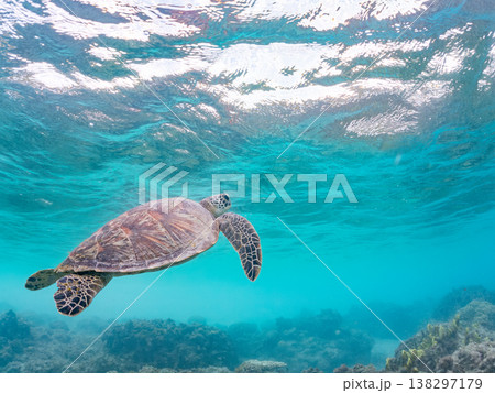 大きく美しいアオウミガメ他。美しいサンゴ礁と熱帯魚の群れ。 安室島沖縄県 島尻郡慶良間諸島座間味島- 138297179