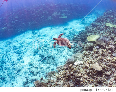大きく美しいアオウミガメ他。美しいサンゴ礁と熱帯魚の群れ。 安室島沖縄県 島尻郡慶良間諸島座間味島- 大きく美しいアオウミガメ他。美しいサンゴ礁と熱帯魚の群れ。 安室島沖縄県 島尻郡慶良間諸島座間味島- 138297181