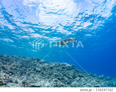 大きく美しいアオウミガメ他。美しいサンゴ礁と熱帯魚の群れ。 安室島沖縄県 島尻郡慶良間諸島座間味島- 大きく美しいアオウミガメ他。美しいサンゴ礁と熱帯魚の群れ。 安室島沖縄県 島尻郡慶良間諸島座間味島- 138297182