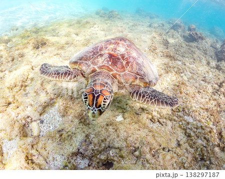 大きく美しいアオウミガメ他。美しいサンゴ礁と熱帯魚の群れ。 安室島沖縄県 島尻郡慶良間諸島座間味島- 138297187