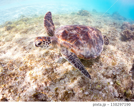 大きく美しいアオウミガメ他。美しいサンゴ礁と熱帯魚の群れ。 安室島沖縄県 島尻郡慶良間諸島座間味島- 138297190