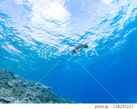 大きく美しいアオウミガメ他。美しいサンゴ礁と熱帯魚の群れ。 安室島沖縄県 島尻郡慶良間諸島座間味島- 138297227