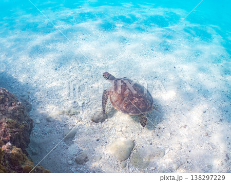 大きく美しいアオウミガメ他。美しいサンゴ礁と熱帯魚の群れ。 安室島沖縄県 島尻郡慶良間諸島座間味島- 大きく美しいアオウミガメ他。美しいサンゴ礁と熱帯魚の群れ。 安室島沖縄県 島尻郡慶良間諸島座間味島- 138297229