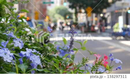 Flowers near Broadway street and Union Square, Manhattan Midtown road, New York City, United States. 138297311