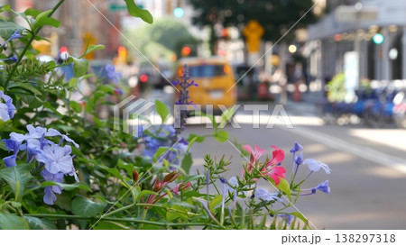 Flowers near Broadway street and Union Square, Manhattan Midtown road, New York City, United States. Flowers near Broadway street and Union Square, Manhattan Midtown road, New York City, United States. 138297318