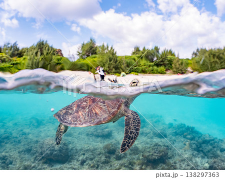 大きく美しいアオウミガメ他。美しいサンゴ礁と熱帯魚の群れ。 安室島沖縄県 島尻郡慶良間諸島座間味島- 138297363