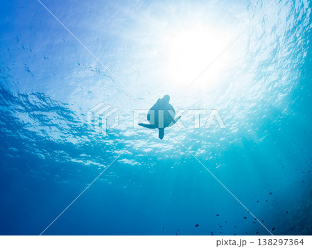 大きく美しいアオウミガメ他。美しいサンゴ礁と熱帯魚の群れ。 安室島沖縄県 島尻郡慶良間諸島座間味島- 138297364