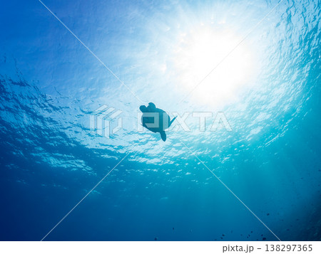 大きく美しいアオウミガメ他。美しいサンゴ礁と熱帯魚の群れ。 安室島沖縄県 島尻郡慶良間諸島座間味島- 138297365