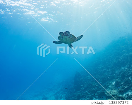 大きく美しいアオウミガメ他。美しいサンゴ礁と熱帯魚の群れ。 安室島沖縄県 島尻郡慶良間諸島座間味島- 138297372