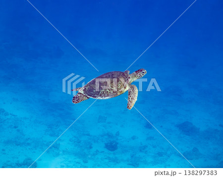 大きく美しいアオウミガメ他。美しいサンゴ礁と熱帯魚の群れ。 安室島沖縄県 島尻郡慶良間諸島座間味島- 138297383