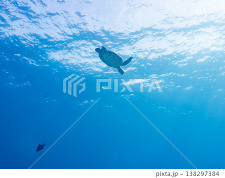 大きく美しいアオウミガメ他。美しいサンゴ礁と熱帯魚の群れ。 安室島沖縄県 島尻郡慶良間諸島座間味島- 大きく美しいアオウミガメ他。美しいサンゴ礁と熱帯魚の群れ。 安室島沖縄県 島尻郡慶良間諸島座間味島- 138297384