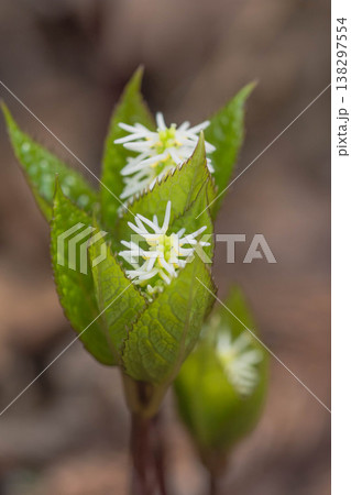 春の山野草 ヒトリシズカ 春の山野草 ヒトリシズカ 138297554