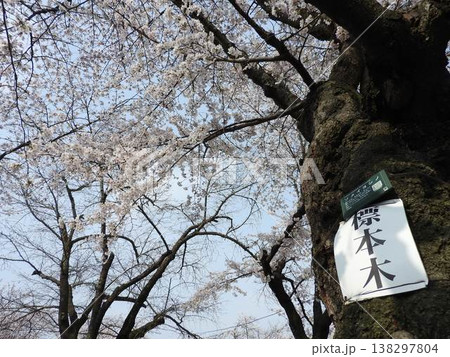 岡山県津山市鶴山公園にある「ソメイヨシノ」の標本木 岡山県津山市鶴山公園にある「ソメイヨシノ」の標本木 138297804
