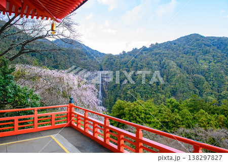 青岸渡寺三重塔から観る桜と那智の滝　和歌山県 138297827