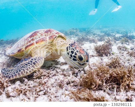 海藻を食べるアオウミガメ他。美しいサンゴ礁と熱帯魚の群れ。 阿嘉島前浜ビーチ 沖縄県島尻郡慶良間諸島 138298111
