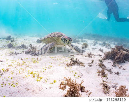 海藻を食べるアオウミガメ他。美しいサンゴ礁と熱帯魚の群れ。 阿嘉島前浜ビーチ 沖縄県島尻郡慶良間諸島 138298120