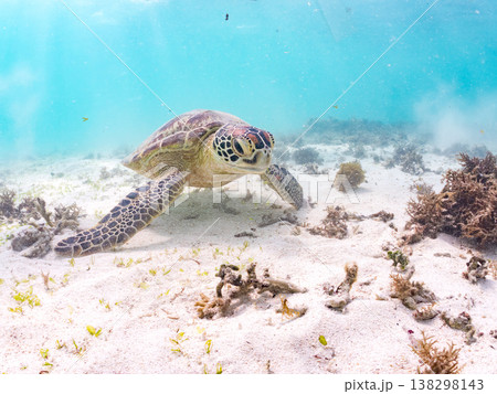 海藻を食べるアオウミガメ他。美しいサンゴ礁と熱帯魚の群れ。 阿嘉島前浜ビーチ 沖縄県島尻郡慶良間諸島 138298143