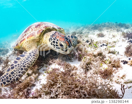 海藻を食べるアオウミガメ他。美しいサンゴ礁と熱帯魚の群れ。 阿嘉島前浜ビーチ 沖縄県島尻郡慶良間諸島 138298144
